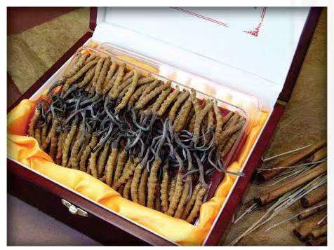 大城冬虫夏草回收